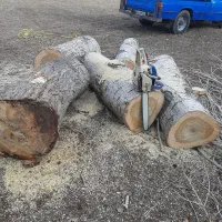 خرید چوب و درخت تر و خشک