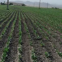 10هکتار-زمین-کشاورزی-اب-کافی