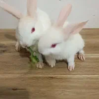 یه جفت خرگوش سفید نر و ماده اهلی خونگی|موش و خرگوش|نهاوند, |دیوار