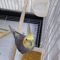 دو عدد عروس هلندی نرو ماده تخم گذار و آواز خوان