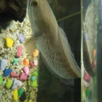 ماهی بلک گلکسی چانا|ماهی|اصفهان, سرچشمه|دیوار