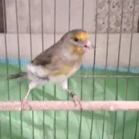 سهره قناری نر ۳ ماهه تاره صاف کوتاه بلند روبه قرص