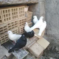 کبوتر سیاه بوشهری هندی بمبئی|پرنده|خورموج, |دیوار