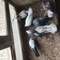 کبوتر|پرنده|مشگین شهر, |دیوار