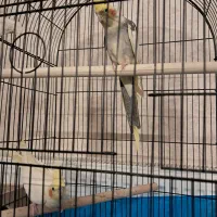 یک جفت عروس هلندی به همراه متعلقات|پرنده|یزد, |دیوار