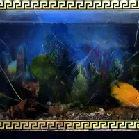 ماهی آکواریوم