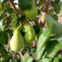 فروش یا تهاتر واحد تجاری و مسکونی در تهران یا کرج|فروش زمین و ملک کلنگی|تهران, نجات اللهی|دیوار