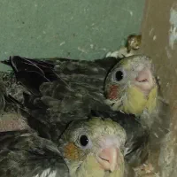 جوجه ی عروس هلندی