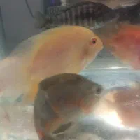 انواع و اقسام ماهی گوشتخوار|ماهی|بندرعباس, |دیوار