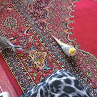 دو تا عروس هلندی نروماده|پرنده|کرج, حصارک بالا|دیوار