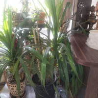 گل پاندونوس|گل و گیاه طبیعی|اصفهان, ارداجی|دیوار