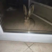 بچه خرگوش  150 تومان