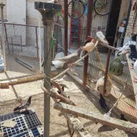 کبوتر رنگی|پرنده|اهواز, شهرک حفاری|دیوار