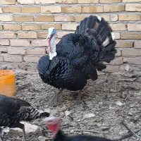 بوقلمون نر و ماده