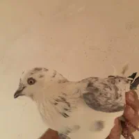 کبوتر‌ مفت