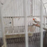 فنج زبرا جفت