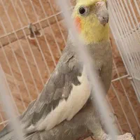 عروس هلندی نر