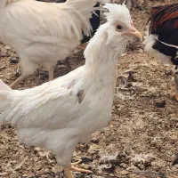 تخم نطفه دار جوجه گلین خالص|حیوانات مزرعه|یزد, |دیوار