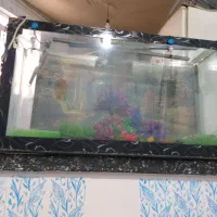 اکواریوم|ماهی|بروجرد, |دیوار