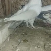 کفتر گرفتنی