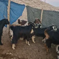 فروش 74راس بز ترکی آبستن درجه یک|حیوانات مزرعه|محمله, |دیوار