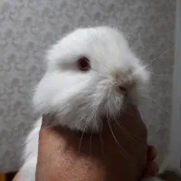 خرگوش نژاد دار|موش و خرگوش|قرچک, میرزائی شمالی|دیوار