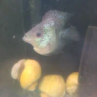 ماهی فلاور ۲ عدد ۲۵۰