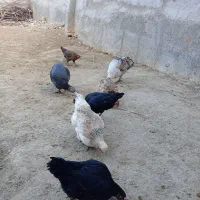 فروش مرغ و بقلمون|حیوانات مزرعه|بجنورد, |دیوار