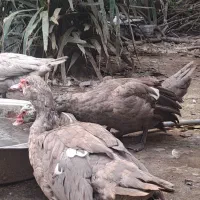 اردک اسرائیلی نقره ایی طوسی لاوندر دودی اسلیت|حیوانات مزرعه|قائم‌شهر, |دیوار