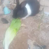 خرگوش نره|موش و خرگوش|ایذه, |دیوار