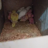 مرغ عشق با ۶ جوجه