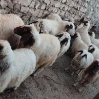 بره سفید|حیوانات مزرعه|اسلام‌‌آباد غرب, |دیوار