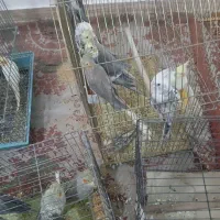 فروش ویژه عروس هلندی دستی و جفتی و تکی نر وماده|پرنده|داراب, |دیوار