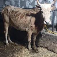 گاو با گوساله ماده