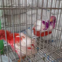 جوجه رنگی عددمعاوضه با عروس هلندی سفید