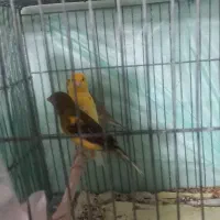 قناری نروماده درجه یک بخون واماده