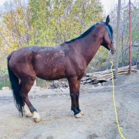 اسب فروشی|اسب و تجهیزات اسبسواری|بانه, |دیوار