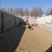 بقلمون ومرغ|حیوانات مزرعه|روداب, |دیوار