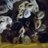 سلام جوجه دورگه و محلی 75 اردک 80