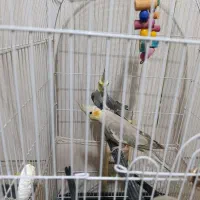 عروس هلندی|پرنده|پاکدشت, شهرک انقلاب|دیوار