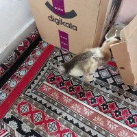 یک عدد اردک نیمچه دستی سالم