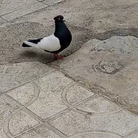 کفتر|پرنده|شیراز, ریاستی|دیوار
