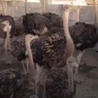 فروش شترمرغ زنده و گوشت