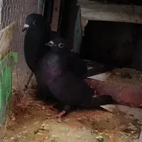 نرماده کلاغ دم سفید عروسک|پرنده|کرمان, |دیوار