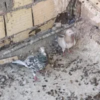 نر ماده سروک عتیقه