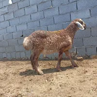 گوسفند ۱۰ عدد بره شیرمست درجه یک علف خور اذوقه خور