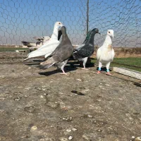 کبوترخطی|پرنده|اقبالیه, |دیوار