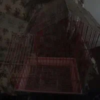 ۸ عدد قفس|لوازم جانبی حیوانات|مشگین شهر, |دیوار