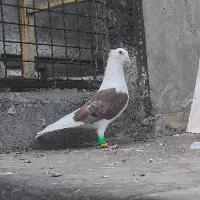 پشت سرخ گراف کاکلی ده به ده خال سیاه دار عطیقه