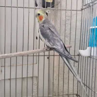 نر درشد کینگ اماده جفت مست مست|پرنده|شیراز, شهرک ولیعصر|دیوار